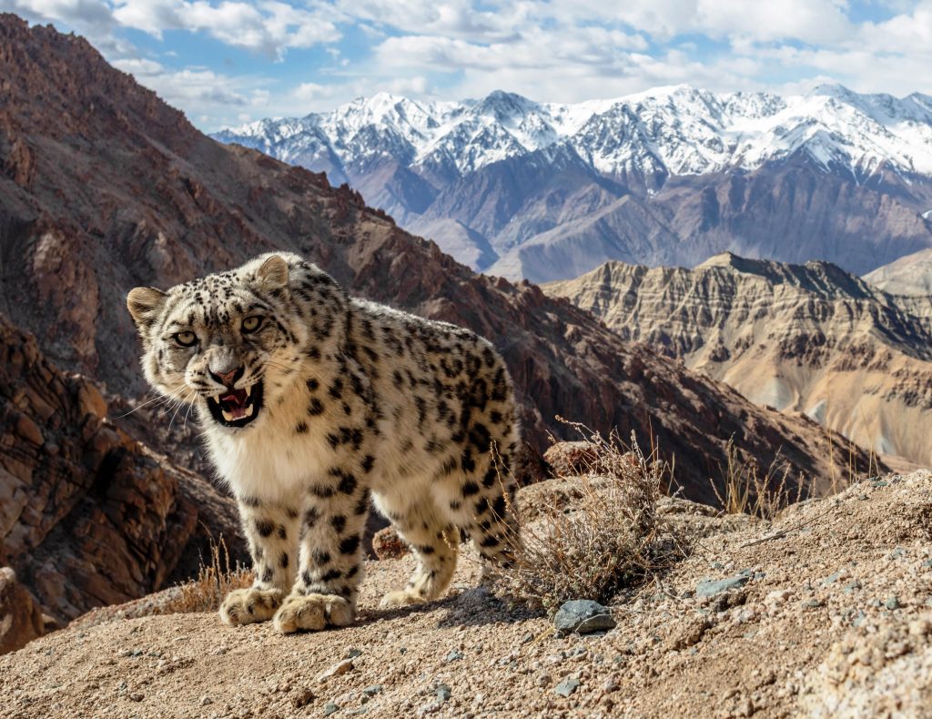 Ladakh home to 477 snow leopards, one of world's highest densities of the big cat: Study