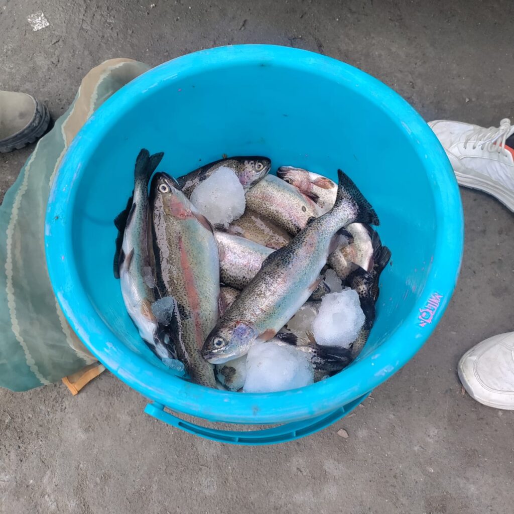 Trout fish sale organized across Kargil on Shab-e-Barat, Jumu’atul Vida