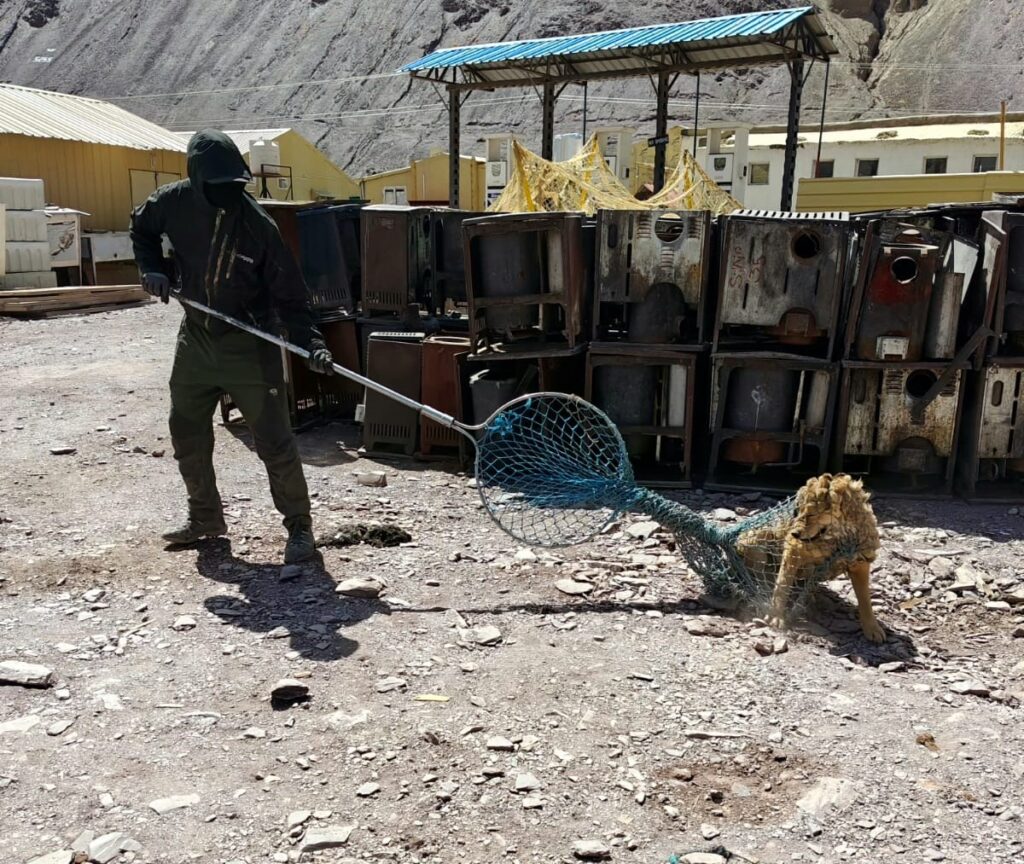 246 Stray Dogs Sterilized, Vaccinated in Kayray