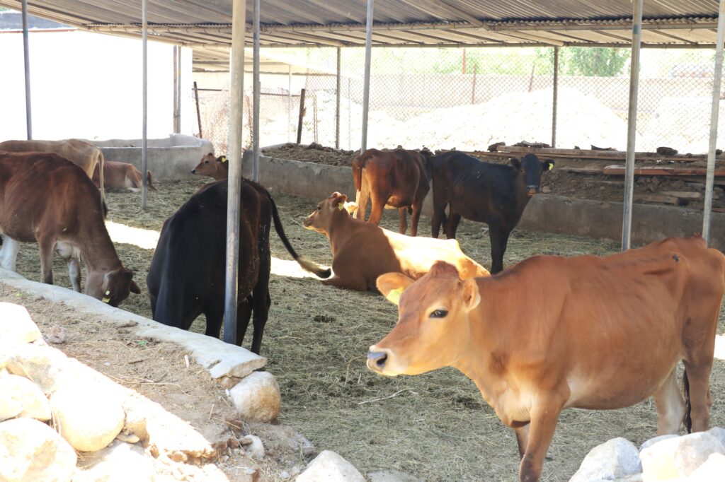 ‘One Household, One Cow’ Scheme launched in Leh ‘One Household, One Cow’ Scheme launched in Leh