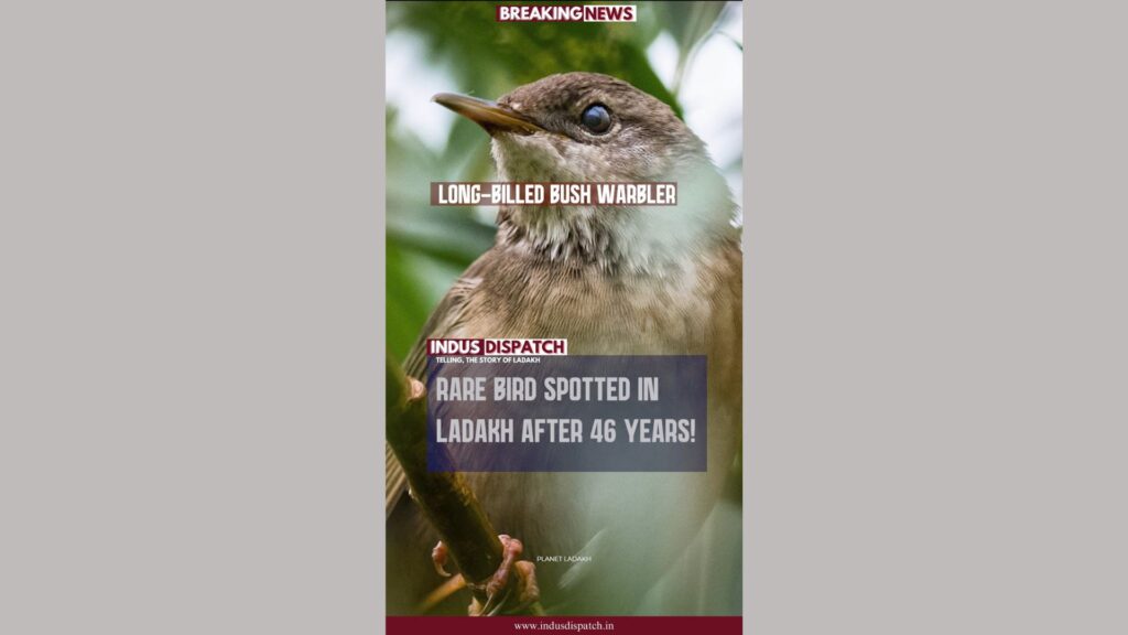 Elusive Long-Billed Bush Warbler rediscovered in Ladakh after 46 years