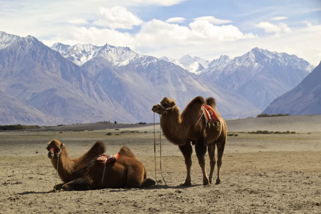 Army deploys double-humped camels for patrol in Ladakh