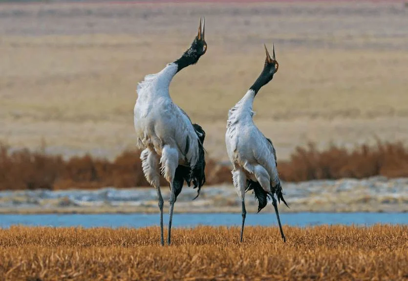 BNHS sterilises over 2,950 dogs to protect black-necked cranes in Ladakh